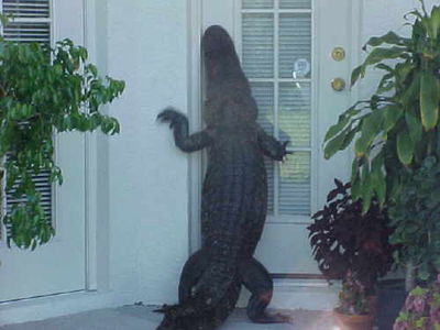 Let Me In
unknown creator
Keywords: crocodilian;alligator;feral;solo;humor;non-adult