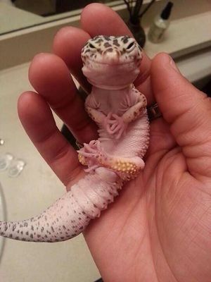 Relaxed Gecko
unknown creator
Keywords: squamate;lizard;gecko;feral;solo;non-adult