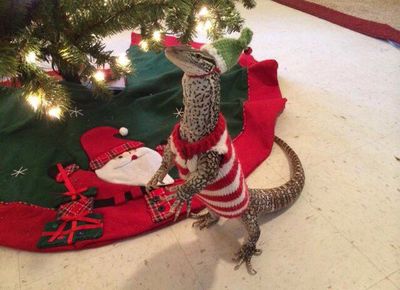 Lizard Sweater 3
unknown creator
Keywords: squamate;lizard;monitor_lizard;feral;sweater;humor;solo;non-adult