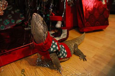 Lizard Sweater 2
unknown creator
Keywords: squamate;lizard;monitor_lizard;feral;sweater;humor;solo;non-adult