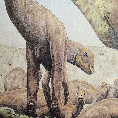 Maiasaura Cloaca
unknown creator
Keywords: dinosaur;hadrosaur;maiasaura;female;feral;solo;cloaca
