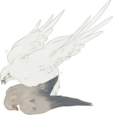 Hatoful Boyfriend  Pigeons
art by maim
Keywords: videogame;hatoful_boyfriend;avian;bird;pigeon;feral;male;M/M;from_behind;maim