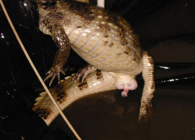 Male Caiman
unknown photographer
Keywords: crocodilian;caiman;male;feral;solo;penis