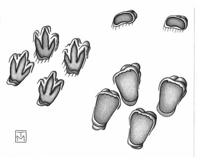 Mating Fossil Traces
unknown creator
Keywords: dinosaur;theropod;sauropod;male;female;feral;M/F;from_behind