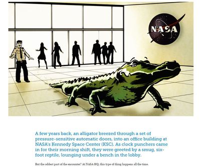NASA Gator
unknown artist
Keywords: crocodilian;alligator;feral;humor;non-adult
