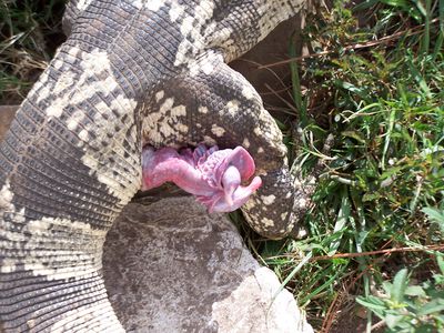 Hemipenis of Monitor Lizard
monitor lizard with exposed hemipenis
Keywords: squamate;lizard;monitor_lizard;male;solo;feral;penis;hemipenis