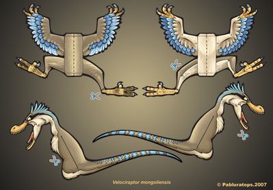 Papercraft Velociraptor
unknown creator
Keywords: dinosaur;theropod;raptor;velociraptor;feral;solo;papercraft;non-adult