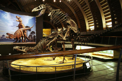 Tyrannosaur Mating Exhibit 05
from the Jurassic Museum of Asturias
Keywords: dinosaur;theropod;tyrannosaurus_rex;trex;male;female;feral;M/F;from_behind;skeleton;museum