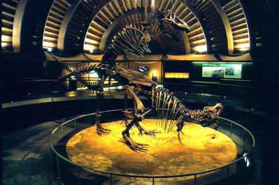 Tyrannosaur Mating Exhibit 06
from the Jurassic Museum of Asturias
Keywords: dinosaur;theropod;tyrannosaurus_rex;trex;male;female;feral;M/F;from_behind;skeleton;museum