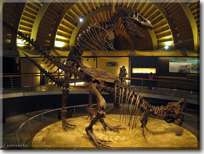 Tyrannosaur Mating Exhibit 07
from the Jurassic Museum of Asturias
Keywords: dinosaur;theropod;tyrannosaurus_rex;trex;male;female;feral;M/F;from_behind;skeleton;museum