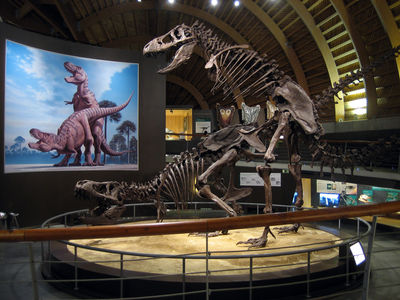Tyrannosaur Mating Exhibit 08
from the Jurassic Museum of Asturias
Keywords: dinosaur;theropod;tyrannosaurus_rex;trex;male;female;feral;M/F;from_behind;skeleton;museum