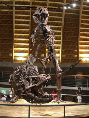 Tyrannosaur Mating Exhibit 09
from the Jurassic Museum of Asturias
Keywords: dinosaur;theropod;tyrannosaurus_rex;trex;male;female;feral;M/F;from_behind;skeleton;museum