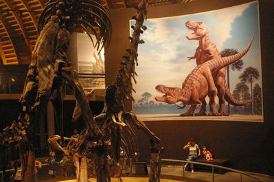 Tyrannosaur Mating Exhibit 11
from the Jurassic Museum of Asturias
Keywords: dinosaur;theropod;tyrannosaurus_rex;trex;male;female;feral;M/F;from_behind;skeleton;museum