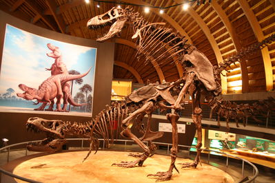 Tyrannosaur Mating Exhibit 12
from the Jurassic Museum of Asturias
Keywords: dinosaur;theropod;tyrannosaurus_rex;trex;male;female;feral;M/F;from_behind;skeleton;museum