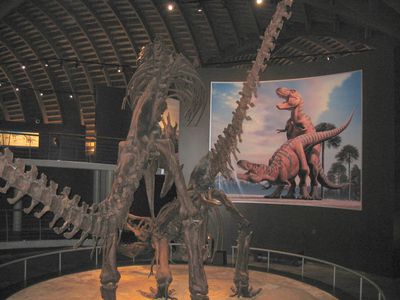 Tyrannosaur Mating Exhibit 13
from the Jurassic Museum of Asturias
Keywords: dinosaur;theropod;tyrannosaurus_rex;trex;male;female;feral;M/F;from_behind;skeleton;museum