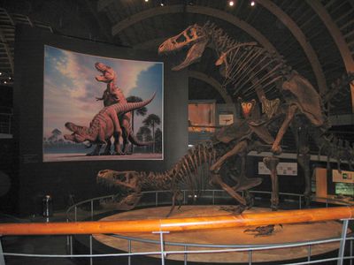 Tyrannosaur Mating Exhibit 14
from the Jurassic Museum of Asturias
Keywords: dinosaur;theropod;tyrannosaurus_rex;trex;male;female;feral;M/F;from_behind;skeleton;museum