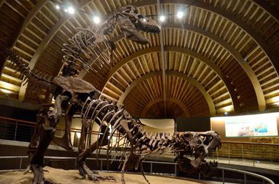 Tyrannosaur Mating Exhibit 01
from the Jurassic Museum of Asturias
Keywords: dinosaur;theropod;tyrannosaurus_rex;trex;male;female;feral;M/F;from_behind;skeleton;museum
