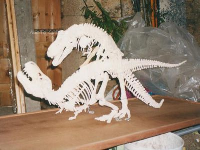 Tyrannosaurus Mating Model 1
from the Jurassic Museum of Asturias
Keywords: dinosaur;theropod;tyrannosaurus_rex;trex;male;female;feral;M/F;from_behind;skeleton;museum