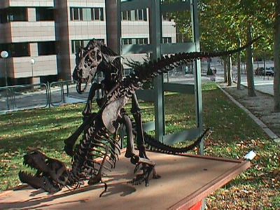 Tyrannosaurus Mating Model 2
from the Jurassic Museum of Asturias
Keywords: dinosaur;theropod;tyrannosaurus_rex;trex;male;female;feral;M/F;from_behind;skeleton;museum