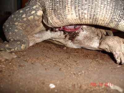 Mating Monitor Closeup
closeup of monitor lizards mating
Keywords: squamate;lizard;monitor_lizard;male;female;feral;M/F;from_behind;penis;hemipenis;cloaca;cloacal_penetration;closeup
