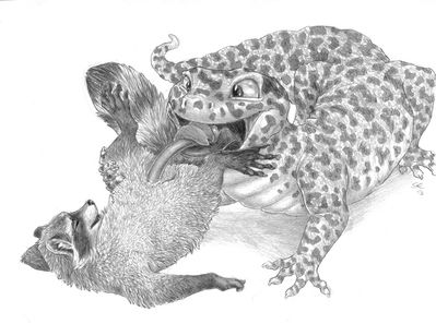 Gecko and Raccoon 3
art by sabretoothed_ermine
Keywords: lizard;gecko;furry;raccoon;male;feral;M/M;penis;oral;sabretoothed_ermine
