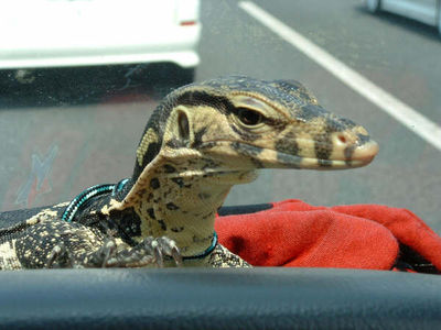 Car Lizard 1
monitor lizard
Keywords: squamate;lizard;monitor_lizard;water_monitor;feral;solo;non-adult