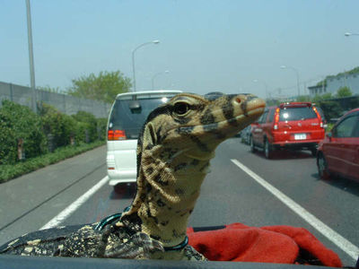 Car Lizard 2
monitor lizard
Keywords: squamate;lizard;monitor_lizard;water_monitor;feral;solo;non-adult