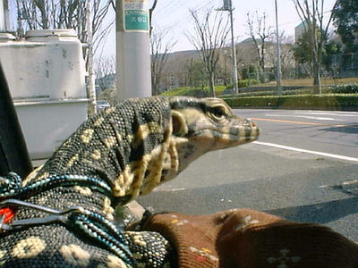Car Lizard 3
monitor lizard
Keywords: squamate;lizard;monitor_lizard;water_monitor;feral;solo;non-adult