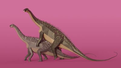 Nigersaurus Mating
art by kuzim
Keywords: dinosaur;sauropod;nigersaurus;male;female;feral;M/F;from_behind;suggestive;cgi;kuzim