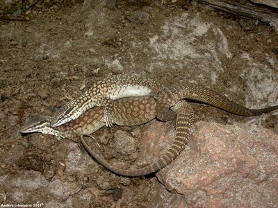 Mating Monitors
monitor lizards mating
Keywords: squamate;lizard;monitor_lizard;male;female;feral;M/F;from_behind