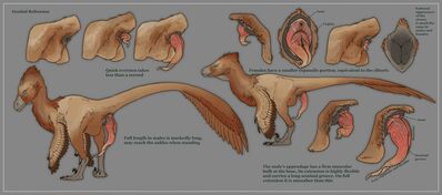 Raptor Reference
art by technesaurus
Keywords: dinosaur;theropod;raptor;male;feral;solo;penis;closeup;reference;technesaurus
