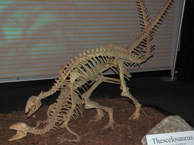 Thescelosaurus Mating Exhibit 2
unknown museum exhibition
Keywords: dinosaur;theropod;thescelosaurus;male;female;feral;M/F;from_behind;skeleton;museum
