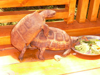 Tortoises Mating
tortoises mating
Keywords: chelonian;tortoise;male;female;feral;m/f;from_behind;penis;cloaca;cloacal_penetration