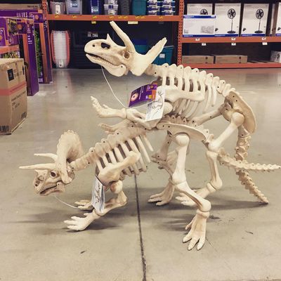 Walmart Triceratops
unknown creator
Keywords: dinosaur;ceratopsid;triceratops;male;female;feral;skeleton;M/F;from_behind;humor;meme