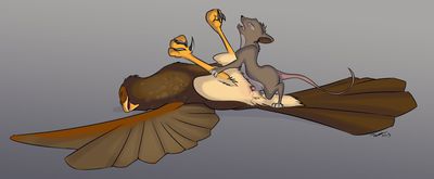 Rat Mounting A Hawk
art by tuke
Keywords: avian;bird;hawk;furry;rodent;rat;feral;male;female;M/F;penis;missionary;penis;cloacal_penetration;spooge;tuke
