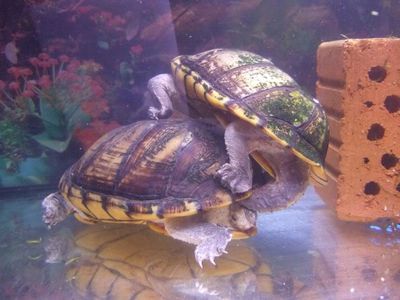Mating Turtles
turtles mating underwater
Keywords: chelonian;tortoise;male;female;feral;m/f;from_behind;cloacal_penetration