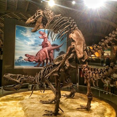 Tyrannosaur Mating Exhibit 15
museum exhibit
Keywords: dinosaur;theropod;tyrannosaurus_rex;male;female;feral;M/F;from_behind;skeleton;museum