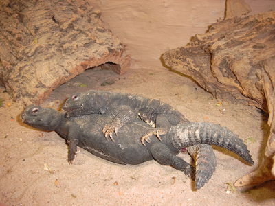 Mating Uromastyx
uromastyx mating
Keywords: squamate;lizard;uromastyx;male;female;feral;M/F;from_behind;penis;hemipenis;cloaca;cloacal_penetration