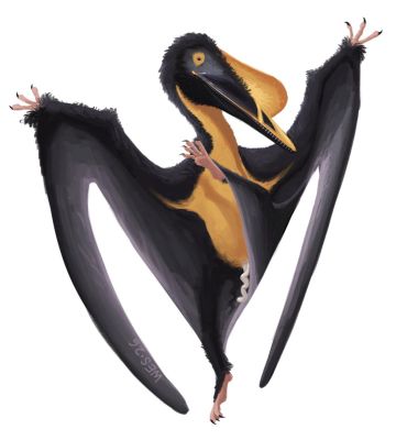 Aurorazhdarcho
art by wescillus
Keywords: dinosaur;pterodactyl;male;feral;solo;penis;wescillus