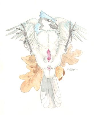 Evan
art by windpaw
Keywords: avian;bird;blue_jay;male;feral;solo;penis;windpaw
