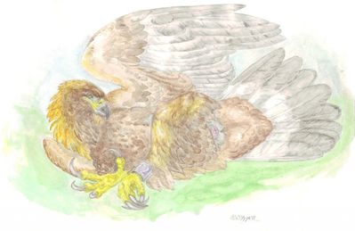 Female Eagle
art by windpaw
Keywords: avian;bird;eagle;female;feral;solo;cloaca;windpaw