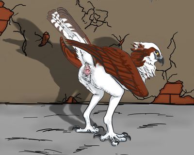 Sexy Osprey
art by windpaw
Keywords: avian;bird;osprey;male;feral;solo;cloaca;presenting;windpaw