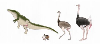 Archosaur Penises
art by zw3
Keywords: crocodilian;alligator;avian;bird;duck;ostrich;rhea;male;feral;solo;penis;zw3