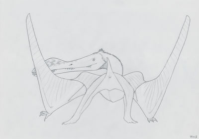 Pterodactyl Cloaca
art by zw3
Keywords: dinosaur;pterodactyl;feral;solo;cloaca;presenting;zw3
