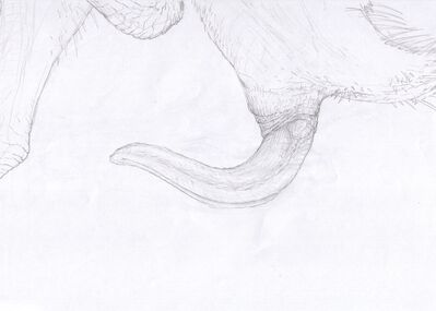 Theropod Penis
art by zw3
Keywords: dinosaur;theropod;male;feral;solo;penis;closeup;zw3