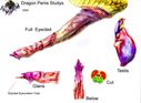Dragon_Penis_Studys.jpg