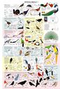 Drawing_Birds_part_3_by_Cedarseed.jpg