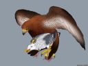Filename=backlash91_eagle_seagull.jpg
Filesize=506KiB
Dimensions=2000x1500
Date added=Sep 24, 2026 backlash91_eagle_seagull.jpg