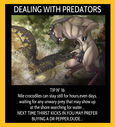 chochi-dealing-with-predators.jpg