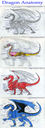 dragon_anatomy__wyldfire_by_wyldfire7-d4am41m.jpg